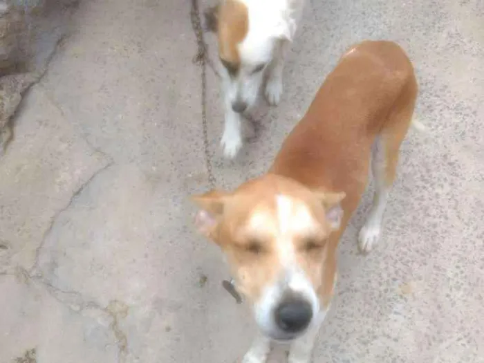 Cachorro raça Desconhecido idade 2 anos nome Princesa e Lulu