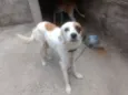 Princesa e Lulu