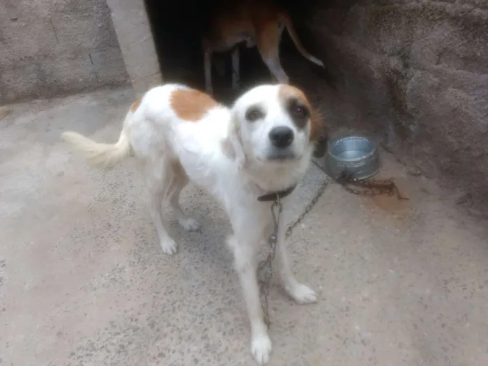 Cachorro raça Desconhecido idade 2 anos nome Princesa e Lulu
