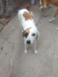 Princesa e Lulu