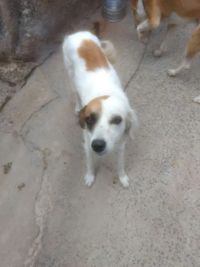 Cachorro raça Desconhecido idade 2 anos nome Princesa e Lulu