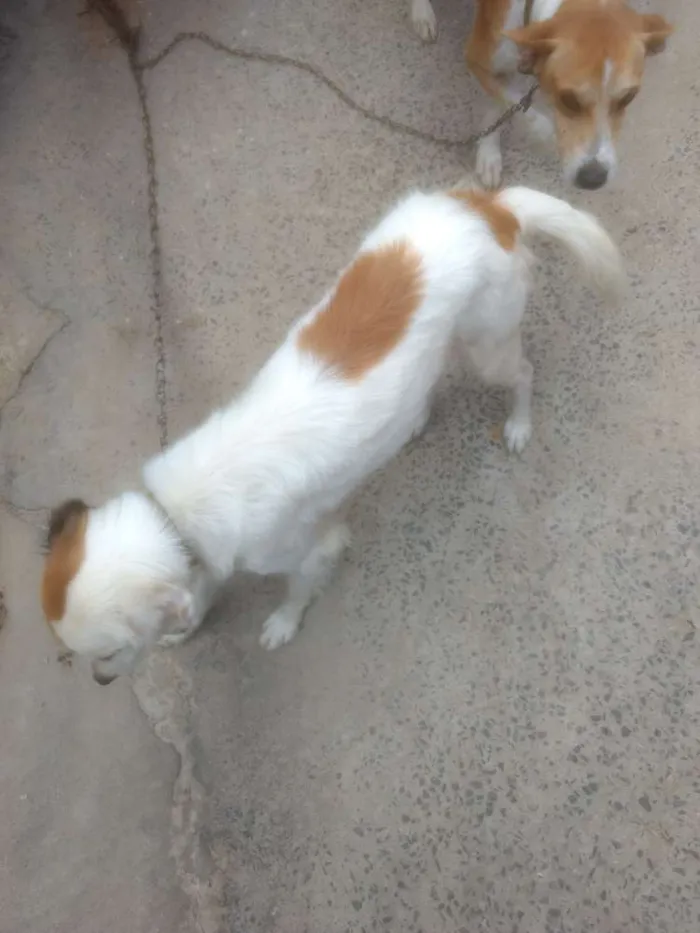 Cachorro raça Desconhecido idade 2 anos nome Princesa e Lulu