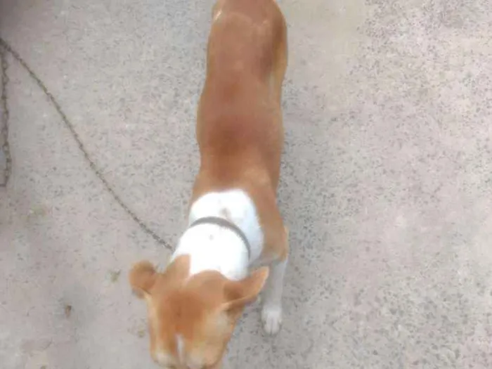Cachorro raça Desconhecido idade 2 anos nome Princesa e Lulu