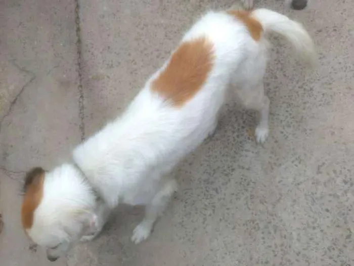 Cachorro raça Desconhecido idade 2 anos nome Princesa e Lulu