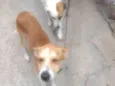 Princesa e Lulu