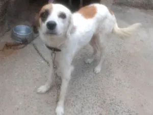 Cachorro raça Desconhecido idade 2 anos nome Princesa e Lulu