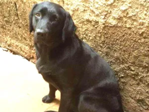 Cachorro raça Labrador idade 3 anos nome Kate