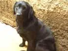 Cachorro raça Labrador idade 3 anos nome Kate