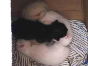 Gato raça Srd idade Abaixo de 2 meses nome Não tem