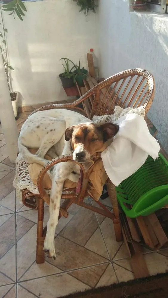 Cachorro ra a SRD idade 4 anos nome Lua