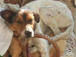 Cachorro raça SRD idade 4 anos nome Lua