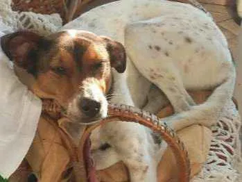 Cachorro ra a SRD idade 4 anos nome Lua