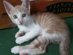 Gato raça  idade Abaixo de 2 meses nome Filhote laranja