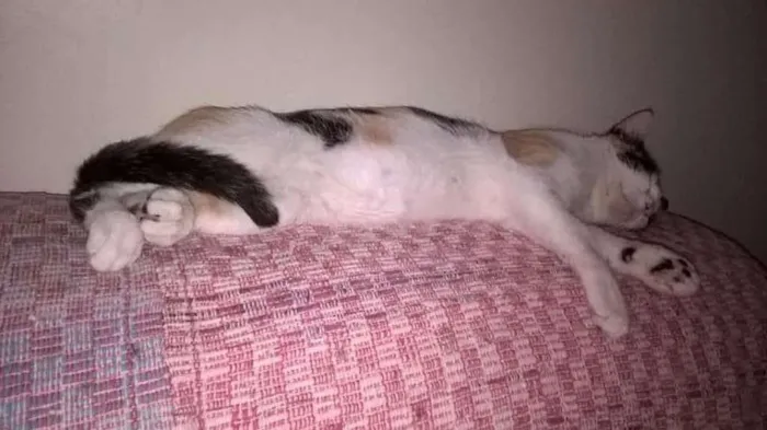 Gato ra a SRD idade 7 a 11 meses nome Amaya