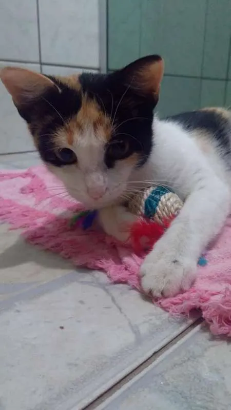 Gato ra a SRD idade 7 a 11 meses nome Amaya