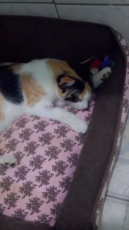 Gato ra a SRD idade 7 a 11 meses nome Amaya