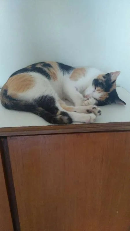 Gato ra a SRD idade 7 a 11 meses nome Amaya