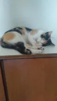 Amaya