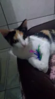 Amaya