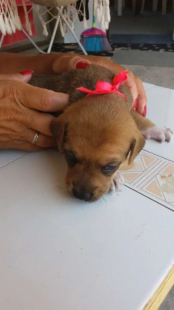 Cachorro raça Vira lata idade Abaixo de 2 meses nome Miny