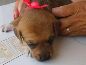 Cachorro raça Vira lata idade Abaixo de 2 meses nome Miny