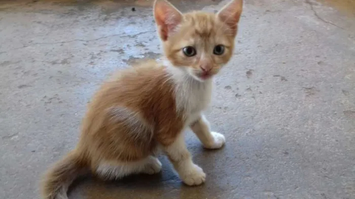 Gato ra a SRD idade 2 a 6 meses nome Nino