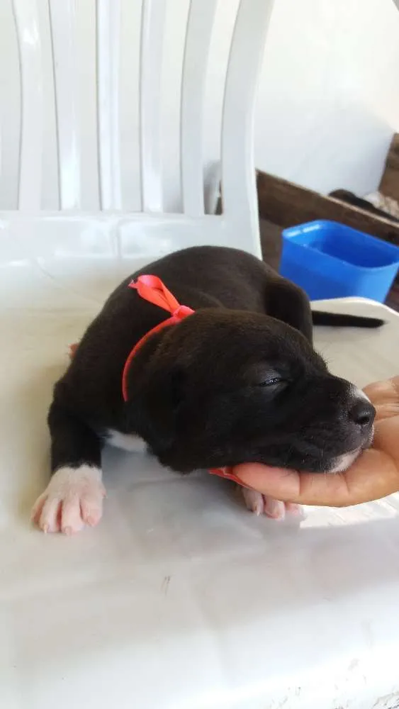 Cachorro raça Vira lata idade Abaixo de 2 meses nome Lica