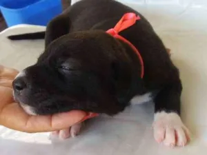 Cachorro raça Vira lata idade Abaixo de 2 meses nome Lica