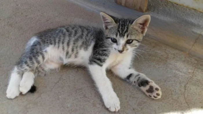Gato ra a SRD idade 2 a 6 meses nome Bob