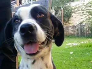 Cachorro raça SRD idade 2 anos nome Mily