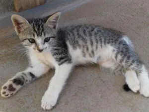 Gato raça SRD idade 2 a 6 meses nome Bob