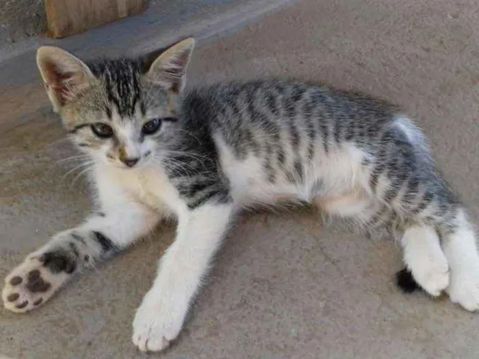 Gato ra a SRD idade 2 a 6 meses nome Bob
