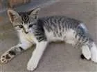 Gato raça SRD idade 2 a 6 meses nome Bob