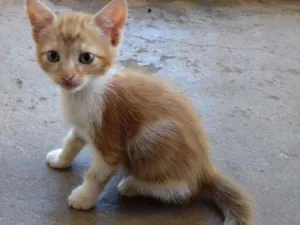 Gato raça SRD idade 2 a 6 meses nome Nino