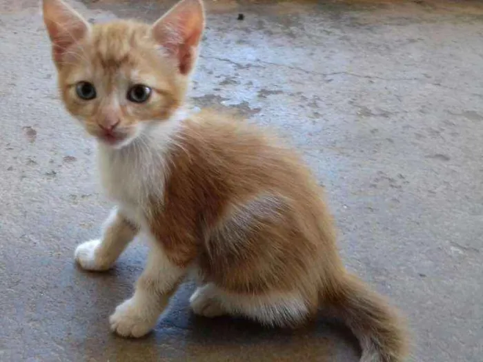Gato ra a SRD idade 2 a 6 meses nome Nino