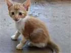 Gato raça SRD idade 2 a 6 meses nome Nino