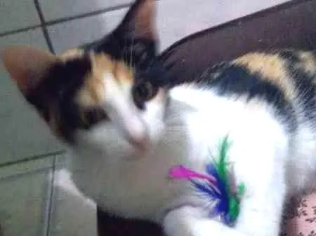 Gato ra a SRD idade 7 a 11 meses nome Amaya