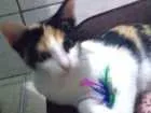 Gato raça SRD idade 7 a 11 meses nome Amaya