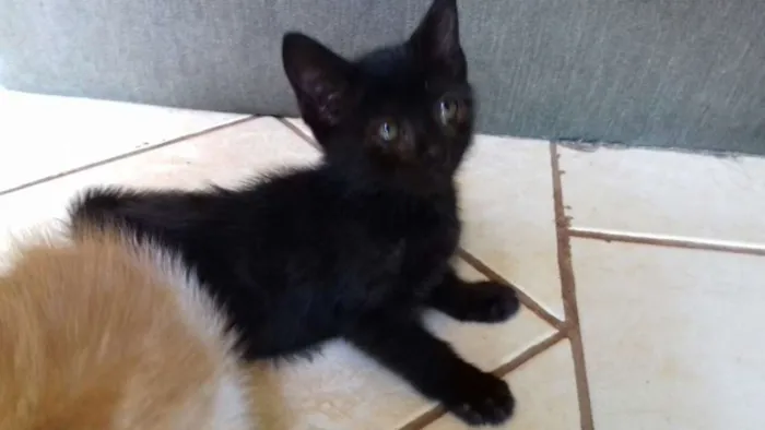 Gato ra a SRD idade 2 a 6 meses nome Dora