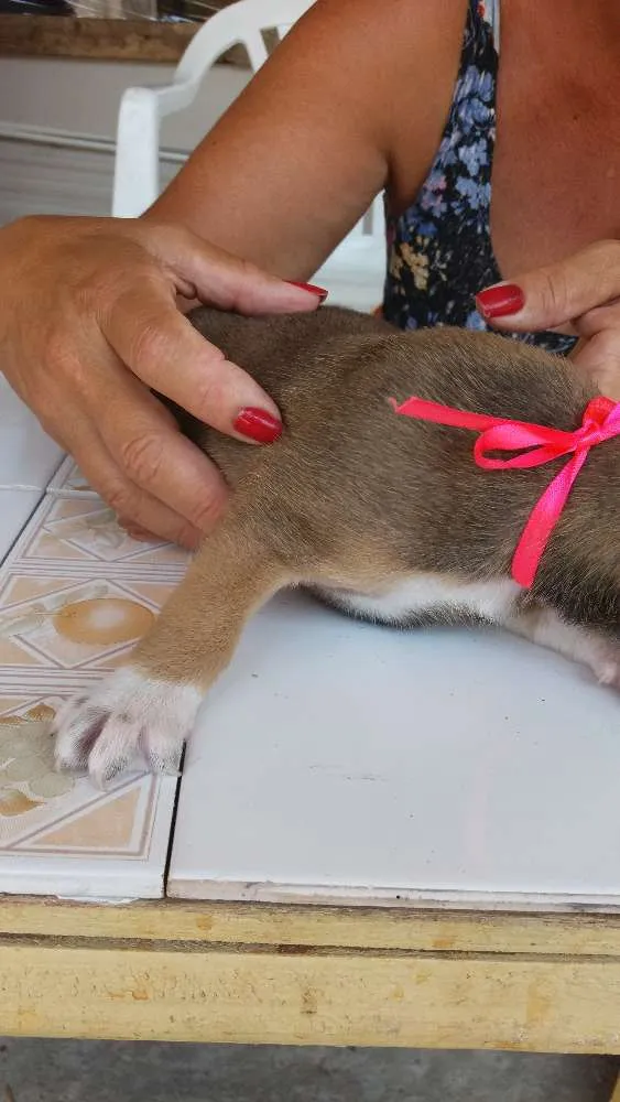 Cachorro raça Vira lata idade Abaixo de 2 meses nome Toro