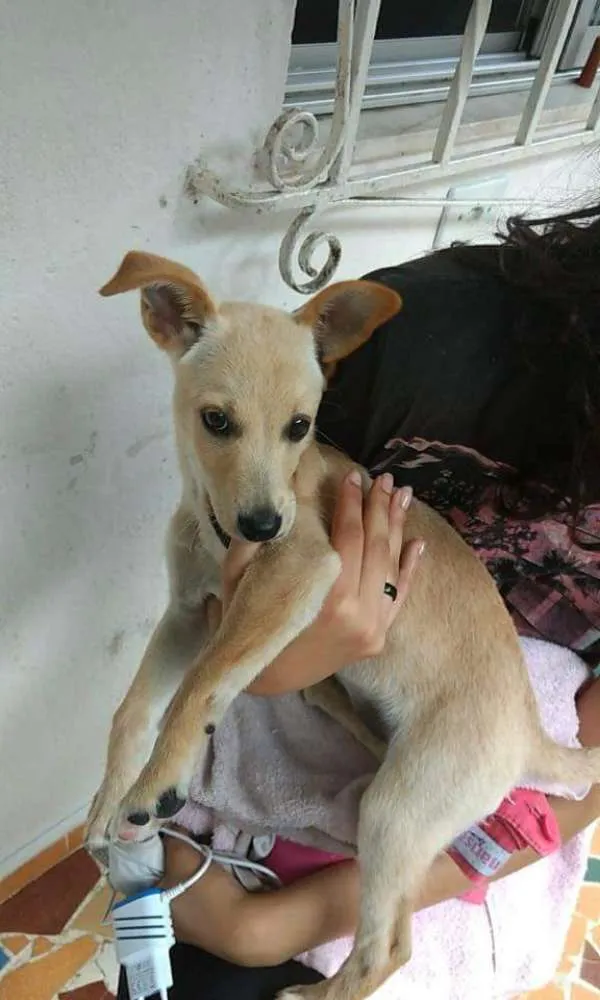 Cachorro ra a Nao sei idade 2 a 6 meses nome Athena