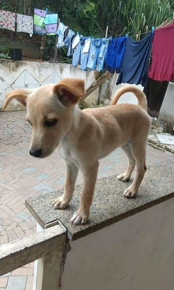 Cachorro ra a Nao sei idade 2 a 6 meses nome Athena