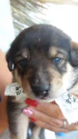 Nico