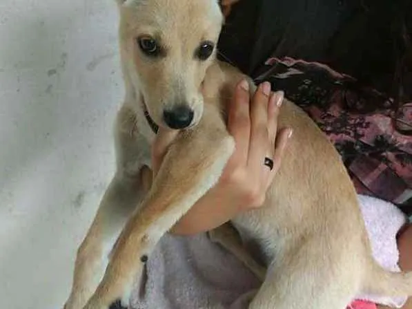 Cachorro ra a Nao sei idade 2 a 6 meses nome Athena