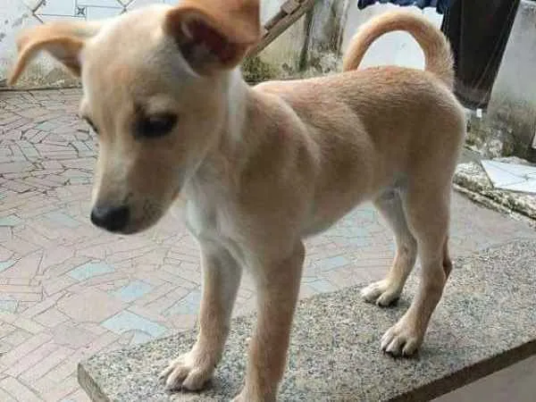 Cachorro ra a Nao sei idade 2 a 6 meses nome Athena