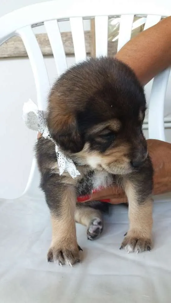 Cachorro raça Vira lata idade Abaixo de 2 meses nome Toro