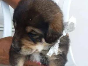 Cachorro raça Vira lata idade Abaixo de 2 meses nome Toro