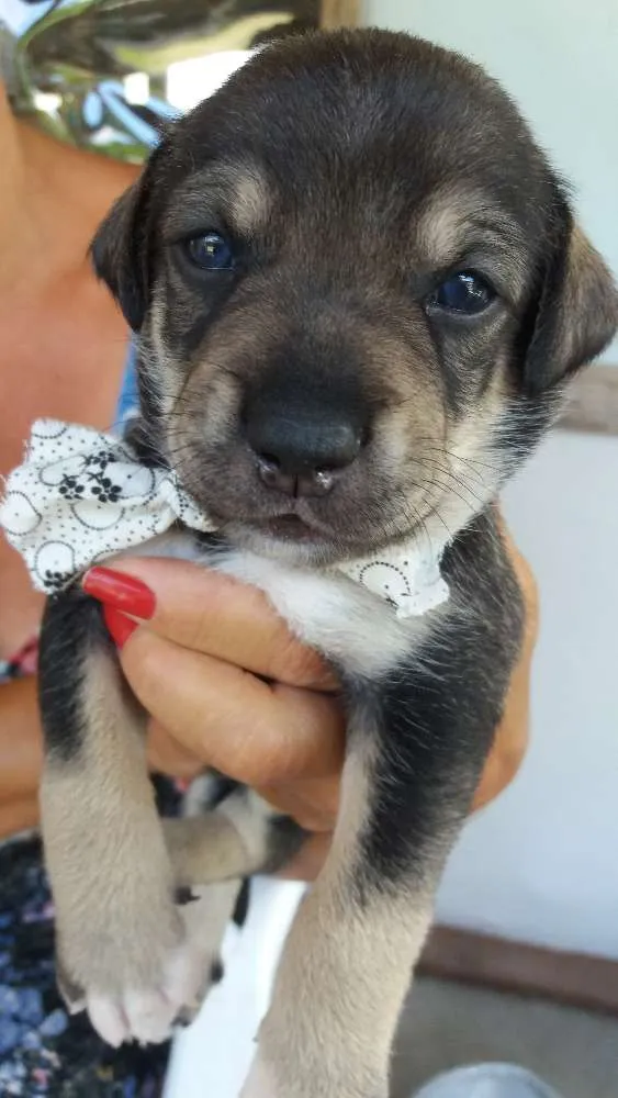 Cachorro raça Vira lata idade Abaixo de 2 meses nome Fredy