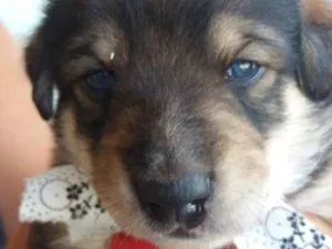 Cachorro raça Vira lata idade Abaixo de 2 meses nome Nico