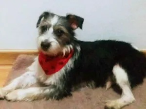 Cachorro raça SRD idade 2 anos nome Mundiça